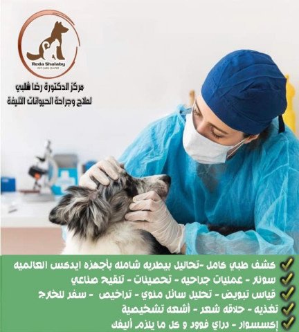 Vet