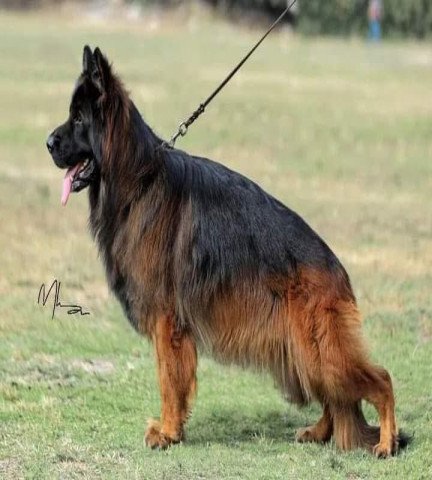 category